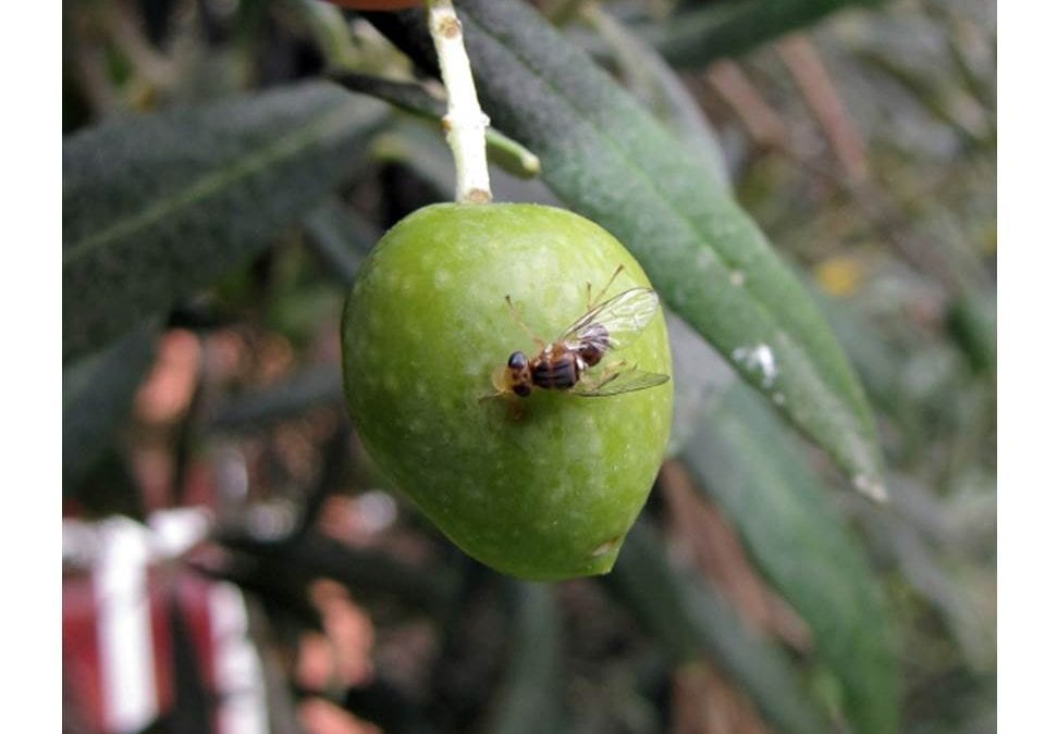 La MOUCHE de l&rsquo;OLIVE