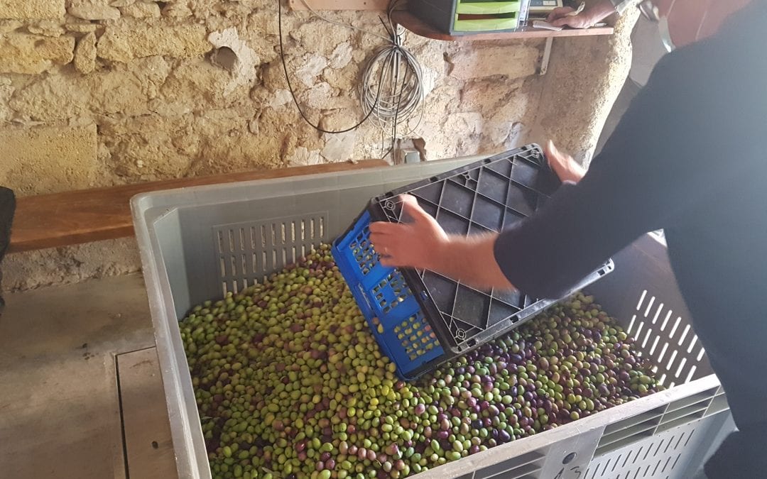 Confinement : information réception des olives au Moulin des Costes