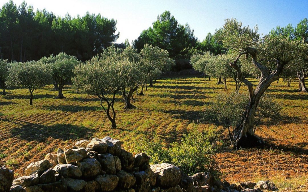 24 février 2022   Conférence sur la Productivité des oliviers